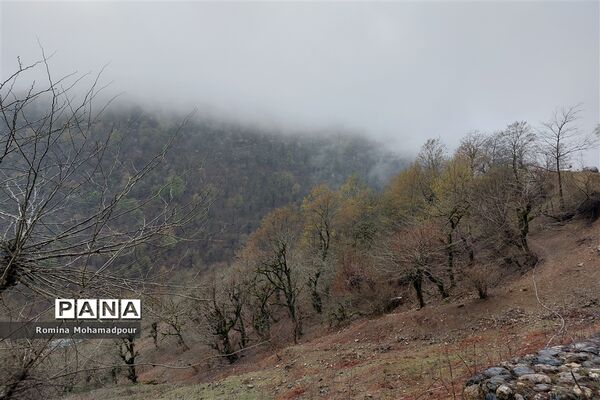طبیعت بهاری جنگل‌های گیلان