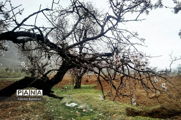 طبیعت بهاری و جاذبه‌های دیدنی روستای عمارت