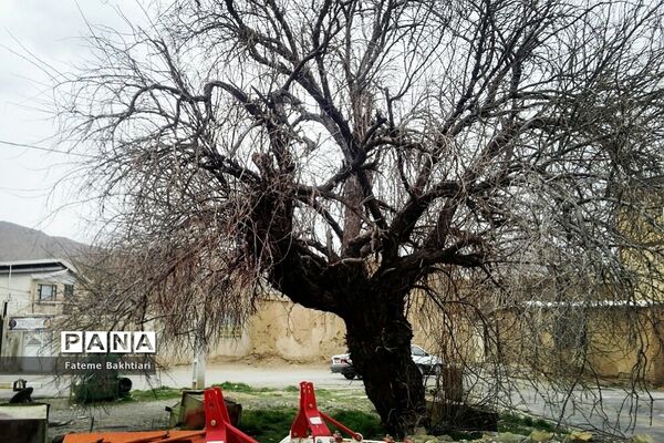 طبیعت بهاری و جاذبه‌های دیدنی روستای عمارت