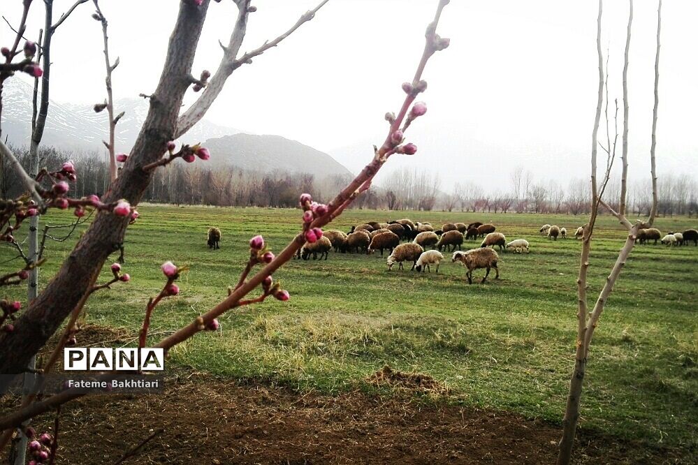 طبیعت بهاری و جاذبه‌های دیدنی روستای عمارت
