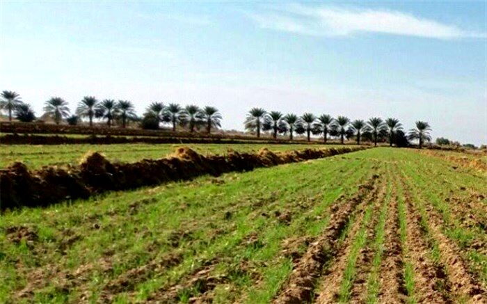 پیش‌بینی خرید تضمینی ۵.۵ میلیون تن گندم در سال جاری