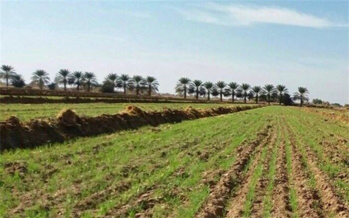 پیش‌بینی خرید تضمینی ۵.۵ میلیون تن گندم در سال جاری