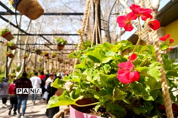 برگزاری جشنواره لاله‌ها در پارک چمران