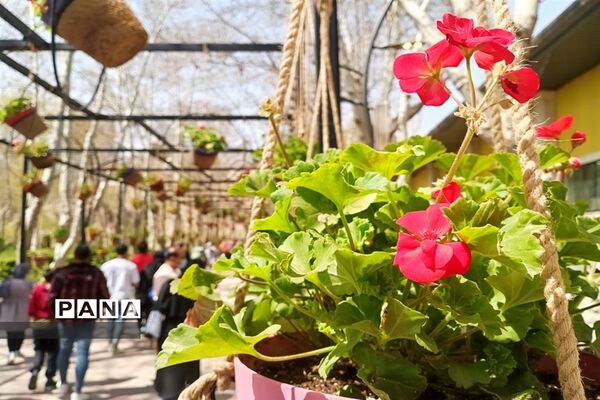 برگزاری جشنواره لاله‌ها در پارک چمران