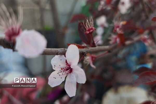 طبیعت بهاری در شمال کشور