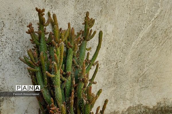 طبیعت بهاری در شمال کشور