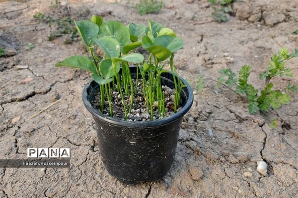 طبیعت بهاری در شمال کشور