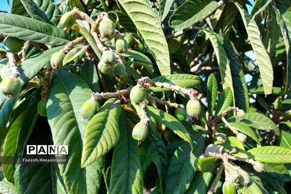 طبیعت بهاری در شمال کشور