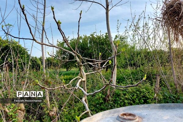طبیعت بهاری در شمال کشور