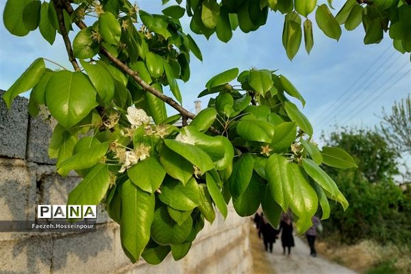 طبیعت بهاری در شمال کشور