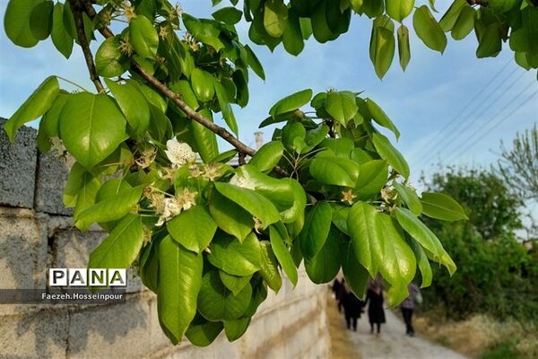 طبیعت بهاری در شمال کشور