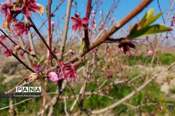طبیعت بهاری در شمال کشور