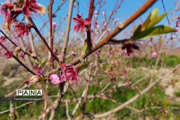 طبیعت بهاری در شمال کشور