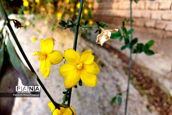 طبیعت بهاری در شمال کشور