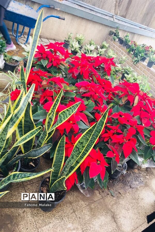 باغ گل‌های کرج