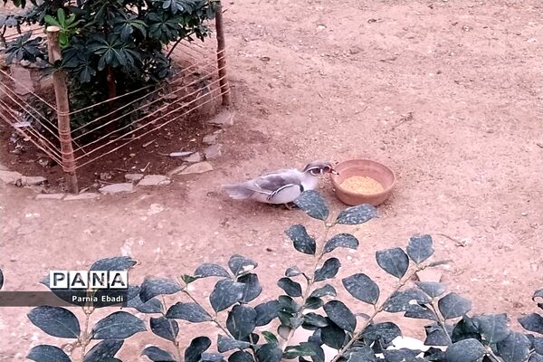 دیدنی‌های باغ پرندگان قم