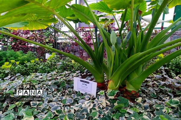 دیدنی‌های باغ پرندگان قم