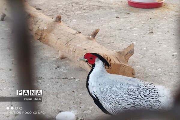 دیدنی‌های باغ پرندگان قم