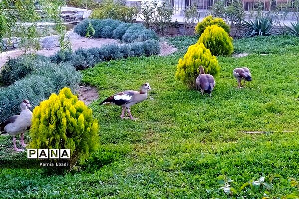 دیدنی‌های باغ پرندگان قم