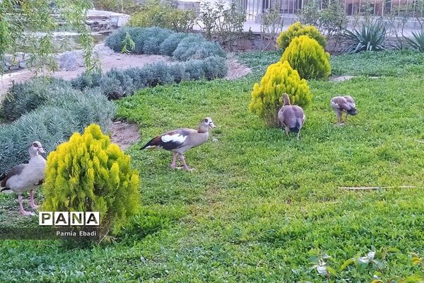 دیدنی‌های باغ پرندگان قم
