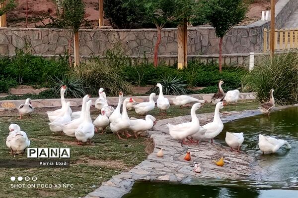 دیدنی‌های باغ پرندگان قم