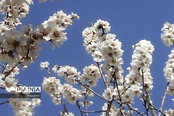 زیبایی‌های شهرکاج در فصل شکوفه‌ها