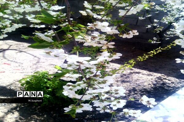 زیبایی‌های شهرکاج در فصل شکوفه‌ها