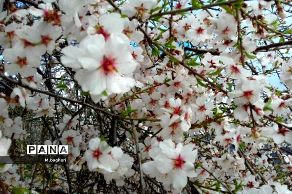 زیبایی‌های شهرکاج در فصل شکوفه‌ها