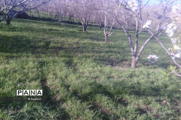 زیبایی‌های شهرکاج در فصل شکوفه‌ها