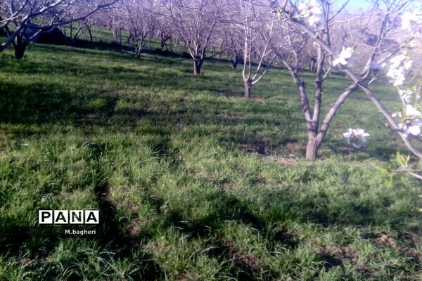 زیبایی‌های شهرکاج در فصل شکوفه‌ها