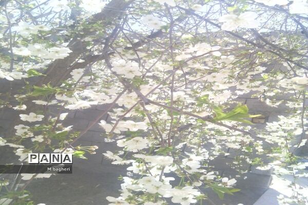 زیبایی‌های شهرکاج در فصل شکوفه‌ها