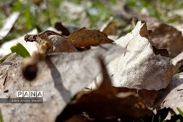 طبیعت بهاری در حوالی سد لتیان