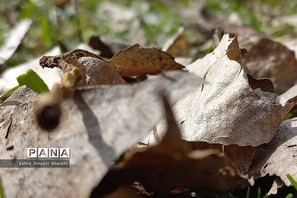 طبیعت بهاری در حوالی سد لتیان