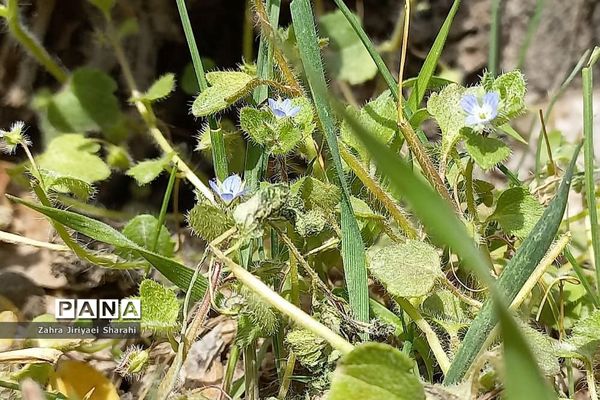 طبیعت بهاری در حوالی سد لتیان