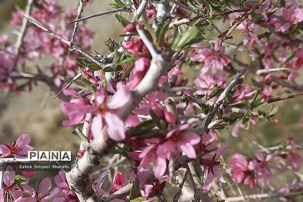 طبیعت بهاری در حوالی سد لتیان