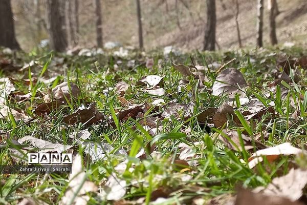 طبیعت بهاری در حوالی سد لتیان