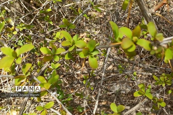 طبیعت بهاری در حوالی سد لتیان