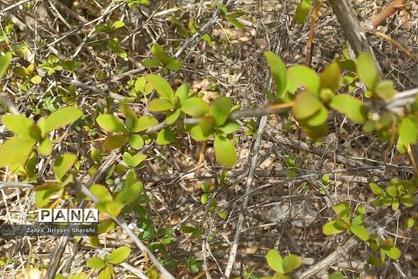 طبیعت بهاری در حوالی سد لتیان