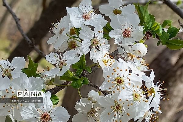 طبیعت بهاری در حوالی سد لتیان