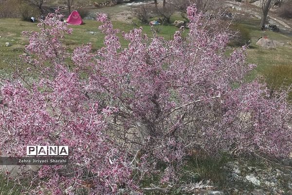 طبیعت بهاری در حوالی سد لتیان