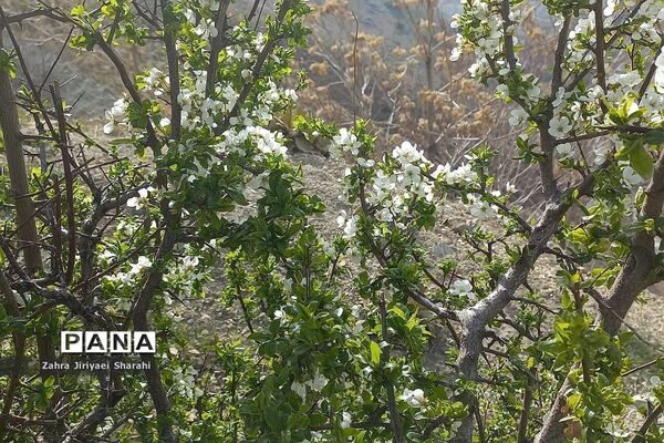 طبیعت بهاری در حوالی سد لتیان