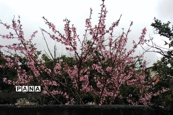 جشنواره گل‌های لاله در باغ گل ‌بوستان شهید چمران کرج