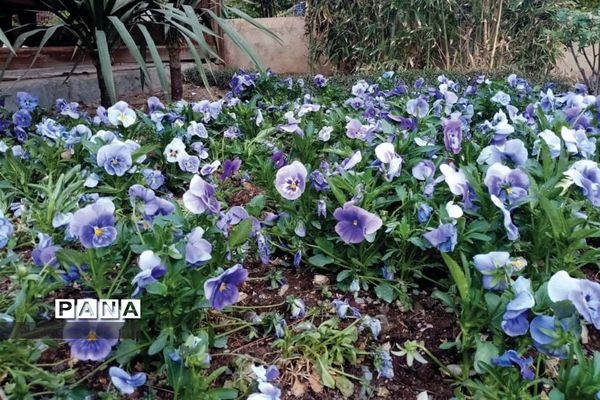 جشنواره گل‌های لاله در باغ گل ‌بوستان شهید چمران کرج