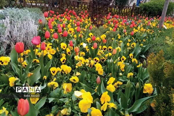 جشنواره گل‌های لاله در باغ گل ‌بوستان شهید چمران کرج