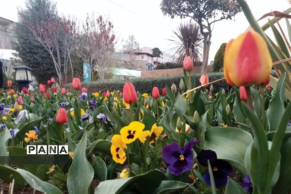 جشنواره گل‌های لاله در باغ گل ‌بوستان شهید چمران کرج