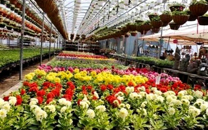 افزایش تولید گل و گیاهان زینتی  در سال گذشته