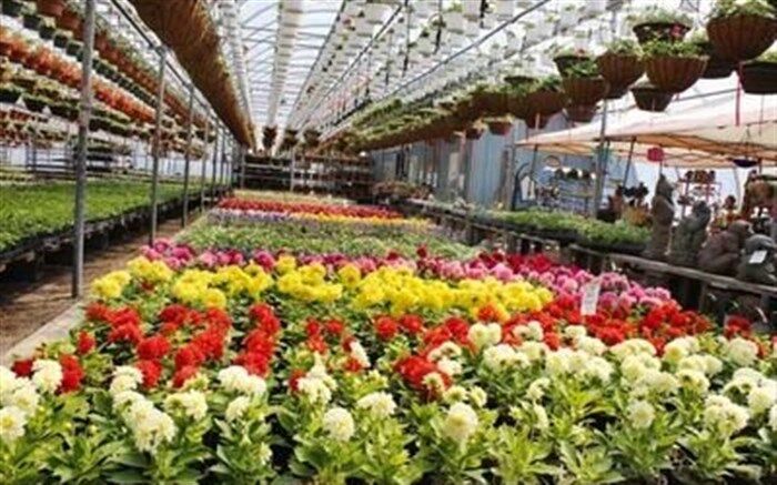 افزایش تولید گل و گیاهان زینتی  در سال گذشته