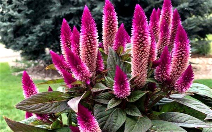 گیاهی که 3 برابر شیر کلسیم دارد