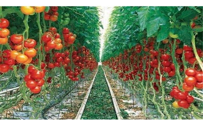 افزایش ۷ هزار تنی محصولات باغی در کشت و صنعت مغان