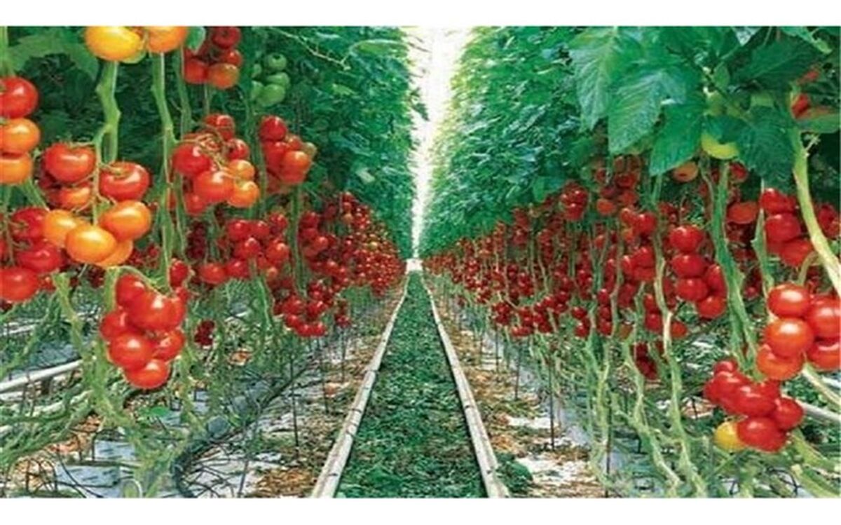 افزایش ۷ هزار تنی محصولات باغی در کشت و صنعت مغان